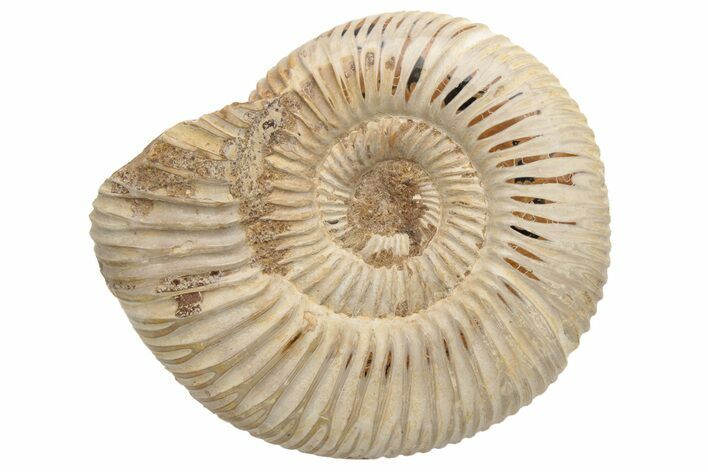 Polished Jurassic Ammonite (Perisphinctes) - Madagascar #237543